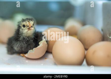 incubateur, poussins dans l'incubateur. nouveau-né poussa dans l'incubateur. œufs, poussins à couver Banque D'Images