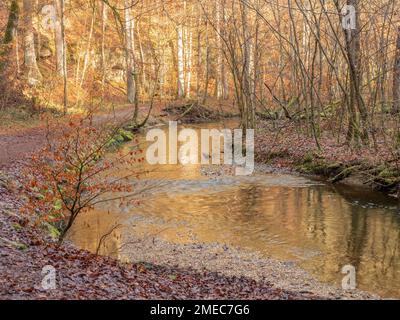 Seefeld, Allemagne - 30 décembre 2023: Petite rivière à travers une forêt de hêtres dans les conditions de la fin de l'automne Banque D'Images