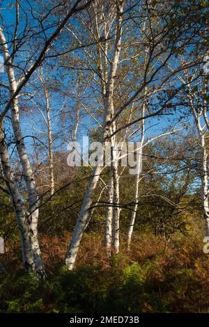 Enregistrer Télécharger Aperçu vue de la forêt d'oiseaux dans le parc naturel de Manziana, Latium Banque D'Images