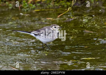 Pied Wagtail (Motacilla alba), se nourrissant dans un ruisseau peu profond Banque D'Images