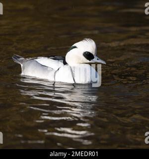 SMEW (Mergellus albellus) nage masculine Banque D'Images