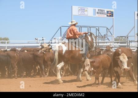 Un cowboy a l'intention de voler une vache pour être marqué Banque D'Images
