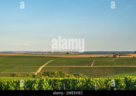 Les vignobles AOC de Chablis à la fin de l'été, Bourgogne, France Banque D'Images