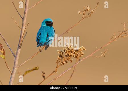 Hirondelle tanager, Sao Roque de Minas, MG, Brésil, août 2022 Banque D'Images