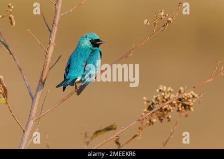 Hirondelle tanager, Sao Roque de Minas, MG, Brésil, août 2022 Banque D'Images