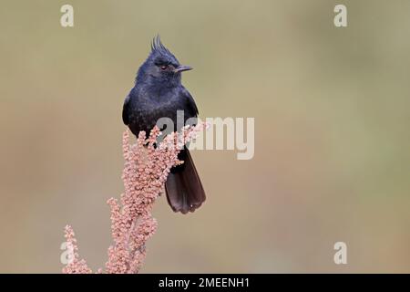 Black-tyran à crête, plateau de Serra da Canastra, Minas Gerais, Brésil, août 2022 Banque D'Images