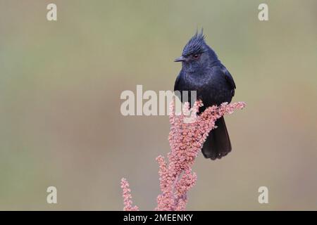 Black-tyran à crête, plateau de Serra da Canastra, Minas Gerais, Brésil, août 2022 Banque D'Images