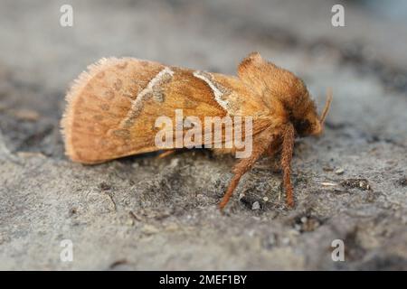 Détails naturels de près sur la teigne orange rapide , Triodia sylvina assis sur le bois dans le jardin Banque D'Images