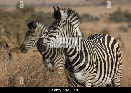 Paire de zèbre de Burchell (Equus burchellii), réserve de gibier de Pilanesberg, province du Nord-Ouest, Afrique du Sud Banque D'Images