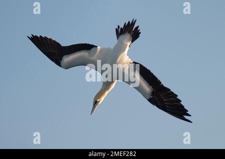 Plongée au Cap Gannet (Morus capensis), Port St Johns, Côte sauvage, Cap oriental, Transkei, Afrique du Sud, Afrique, Océan Indien Banque D'Images