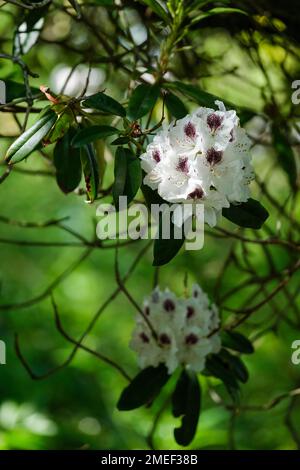 Rhododendron Sappho, arbuste à feuilles persistantes avec des fermes compactes de fleurs blanches avec une vive lumière pourpre-noirâtre Banque D'Images