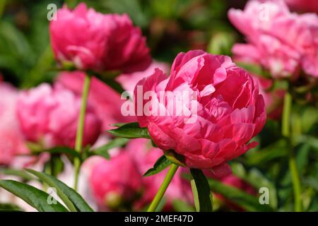 Paeonia Ellen Cowley, pivoine hybride avec des fleurs semi-doubles roses profondes, Banque D'Images