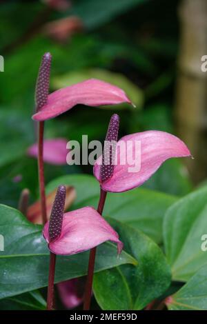 Anthurium Anthevex, Groupe Andraeanum. les fleurs de flamingo, de couleur rose pâle et pourpre pâle, sont en fait des feuilles modifiées. Banque D'Images