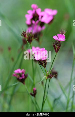 Dianthus carthusianorum, rose allemand, Dianthus clavatus, vivace à feuilles persistantes et fleurs magenta rougeâtre Banque D'Images