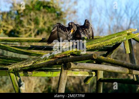 Un grand cormoran (Phalacrocorax carbo) se perche sur une structure en bois avec des ailes tendues pour sécher au soleil, photographié au Portugal. Banque D'Images