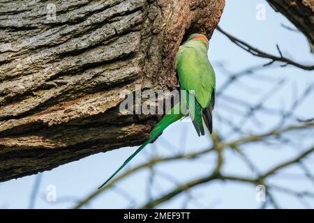 Perruche rodée, perruche à col annulaire, Psittacula krameri, oiseau au trou de nid Banque D'Images