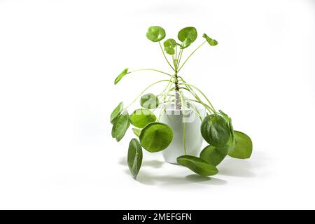 Plante chinoise d'argent (Pilea peperomioides) avec des feuilles rondes vertes et une longue tige, potée dans un jardinier en porcelaine, fraîchement vaporisée avec de l'eau, isolée Banque D'Images