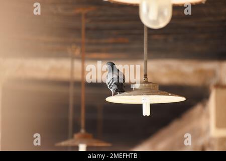 Souq Waqif est un souq à Doha, pigeon sur lampe dans le souq sélectif foyer Banque D'Images