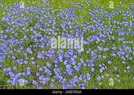 Prairie recouverte de lin autrichien. Linum austriacum Burgenland / Autriche Banque D'Images