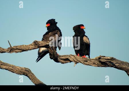 Pygargues Bateleur (Terathopius ecaudatus) à deux branches d'arbres, Parc national Kruger, Mpumalanga, Afrique du Sud Banque D'Images