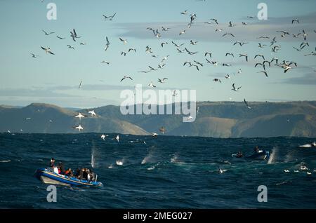 Cape Gannets (Morus capensis) plongée en bateau avec des plongeurs touristiques, Port St Johns, la côte sauvage, Eastern Cape, Transkei, Afrique du Sud, Afrique, in Banque D'Images