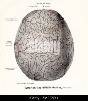 Artère crânienne - Illustration ancienne de l'anatomie, avec des descriptions anatomiques allemandes Banque D'Images