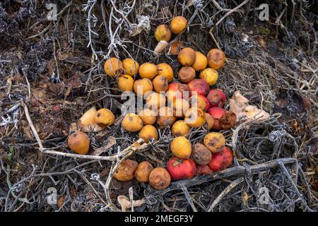 Pourrir les poires et les pommes dans le tas de compost Banque D'Images