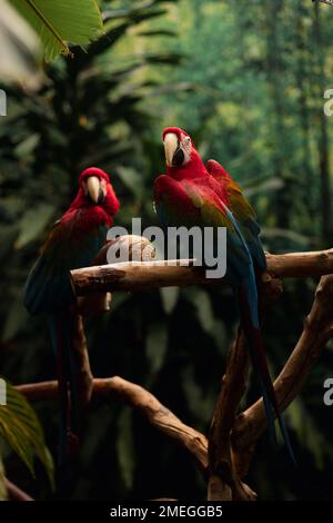 Photo verticale de deux perroquets perchés sur le sommet d'une branche d'arbre et regardant la caméra Banque D'Images