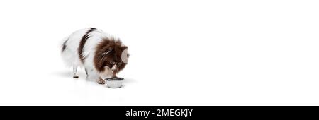 Magnifique chien spitz de Poméranie debout près de la nourriture et bol d'eau isolé sur fond blanc de studio. Concept de beauté, santé animale, vétérinaire, action Banque D'Images