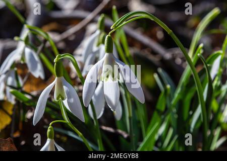 Fleur en forme de goutte d'eau blanche, gros plan. Les fleurs de Galanthus illuminées par le soleil sur fond vert flou, au début du printemps. Galanthus nivalis bulbous, p Banque D'Images