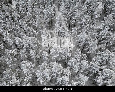Vue aérienne des arbres enneigés de la forêt de Rothiemurchus dans le parc national de Cairngorms, Scottish Highlands, Écosse, Royaume-Uni Banque D'Images