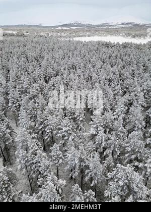 Vue aérienne des arbres enneigés de la forêt de Rothiemurchus dans le parc national de Cairngorms, Scottish Highlands, Écosse, Royaume-Uni Banque D'Images