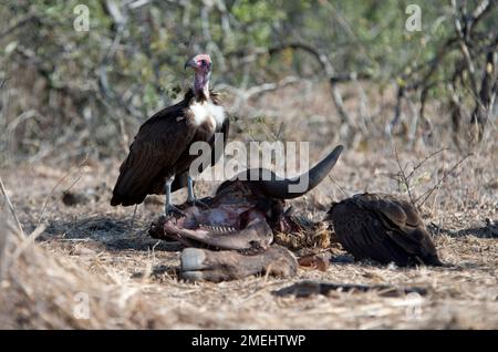 Vulture à capuchon (Necrosyrtes monachus), en voie de disparition critique; mort du crâne de récupération du buffle africain (Syncerus caffer), Parc national Kruger, Mpum Banque D'Images