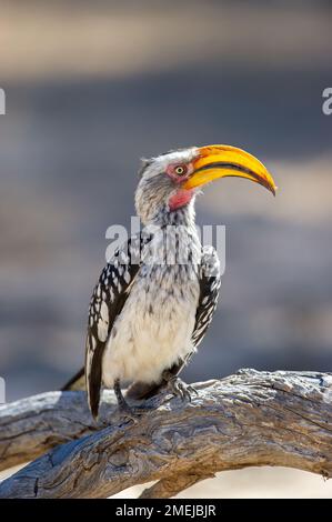 Hornbill à bec jaune du Sud (Tockus leucomelas) Parc transfrontalier Kgalagadi, Afrique du Sud Banque D'Images