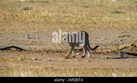 Léopard (Panthera pardus) Parc transfrontalier Kgalagadi, Afrique du Sud Banque D'Images