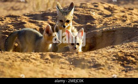 Cape Fox (Vulpes chama) Parc transfrontalier Kgalagadi, Afrique du Sud Banque D'Images