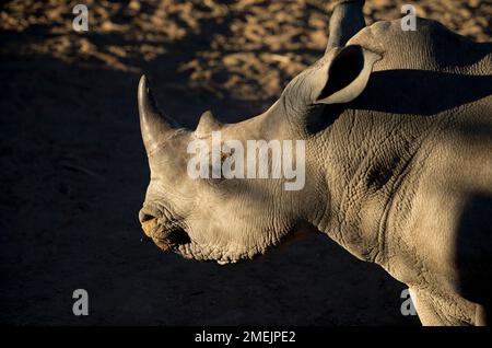 Rhinocéros blanc (Ceratotherium simum), Ant's Nest, près de Vaalwater, province du Limpopo, Afrique du Sud Banque D'Images