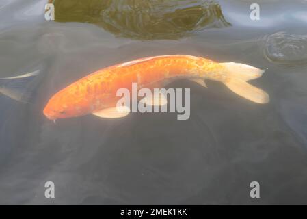 Gros poissons rouges dans l'eau au zoo, aux pays-Bas. Banque D'Images