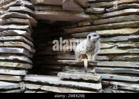 Mignon fureur meerkat. Image nature willlfie avec fond Uni. Banque D'Images