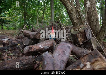 Jardin drôle gnome dans un jardin vert. Banque D'Images