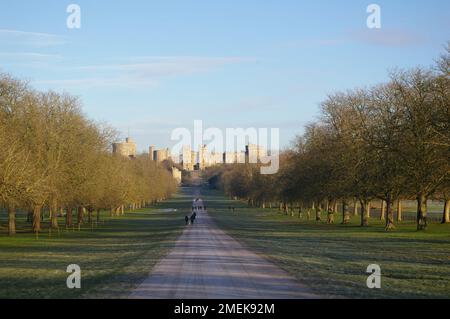 Windsor Great Park et long Walk - un matin en janvier Banque D'Images