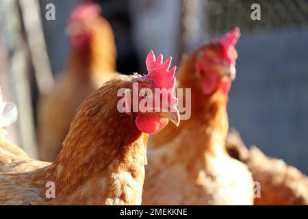 Poulets sur une ferme en plein soleil, volaille et concept de ménage. Poules brunes dans une coop Banque D'Images
