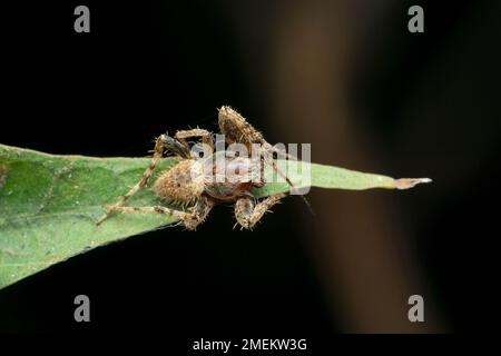 Araignée ORB weaver, Satara, Maharashtra, Inde Banque D'Images