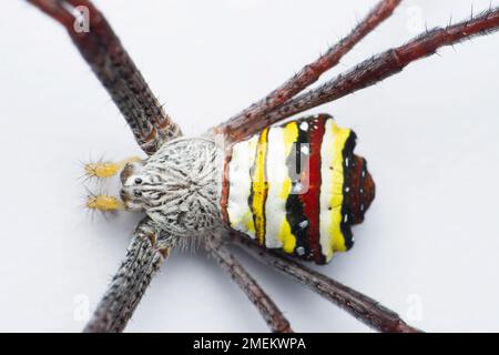 Araignée de signature jaune, Satara, Maharashtra, Inde Banque D'Images