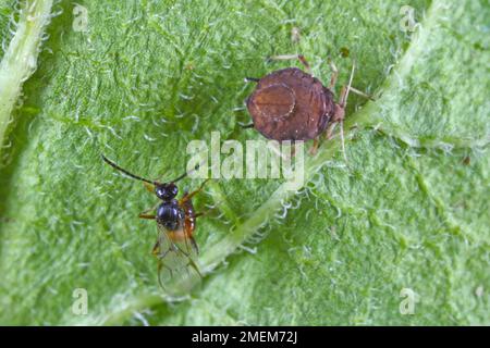 Le puceron du haricot noir (Aphis fabae) parasitisé par Diaeretiella rapae (Hymenoptera: Braconidae). C'est un parasitoïde cosmopolite de nombreuses espèces de l'aph Banque D'Images