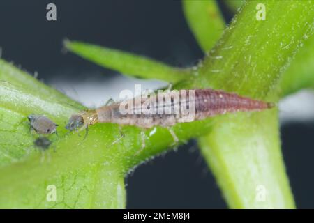 La chasse aux pucerons (Chrysopa perla). C'est un insecte de la famille des Chrysopidae. Les larves sont des prédateurs actifs et se nourrissent des pucerons. Banque D'Images