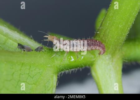 La chasse aux pucerons (Chrysopa perla). C'est un insecte de la famille des Chrysopidae. Les larves sont des prédateurs actifs et se nourrissent des pucerons. Banque D'Images