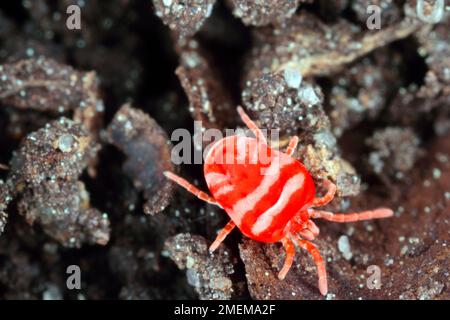 Le cerf-volant rouge ou le Bug de pluie (trombididae) marchant sur le sol. Banque D'Images