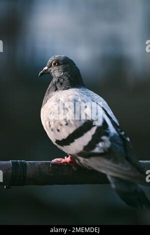Pigeon assis sur le rail. Photo de haute qualité Banque D'Images