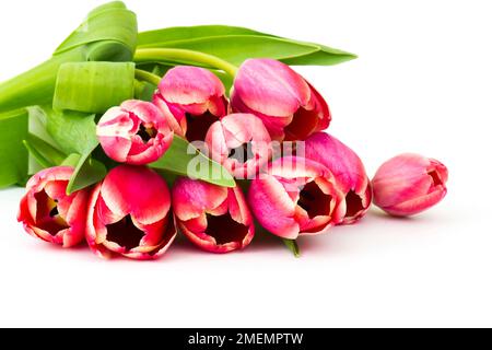 Tulipes rouges sur fond blanc Banque D'Images